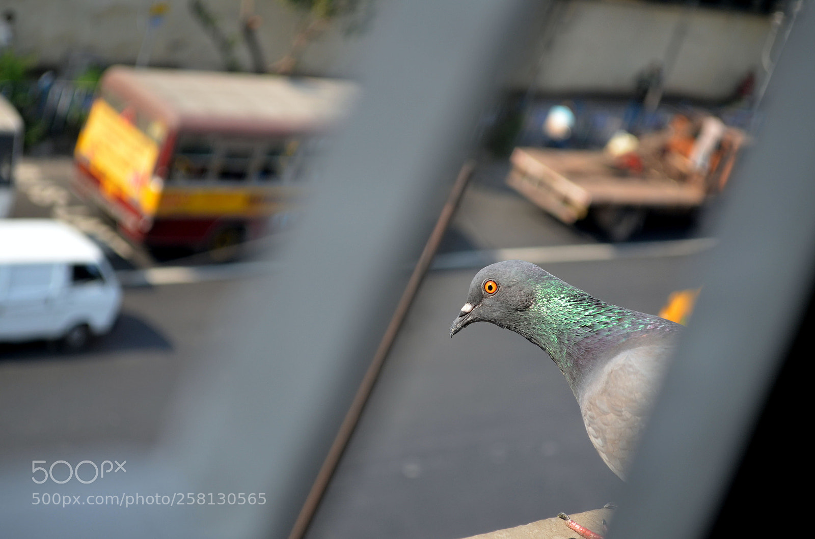 Nikon D5100 sample photo. 174.jpg photography