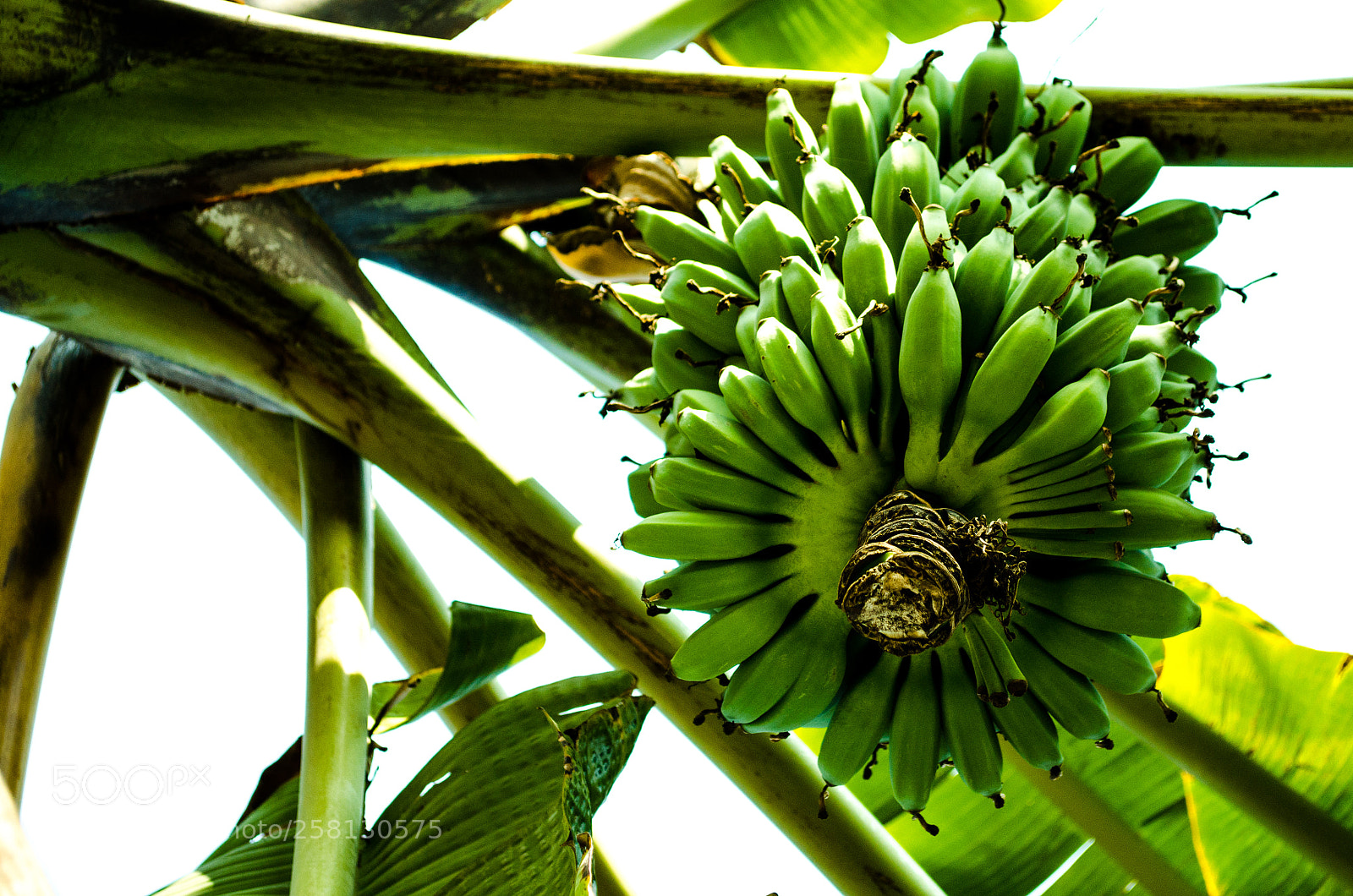 Nikon D5100 sample photo. 179.jpg photography