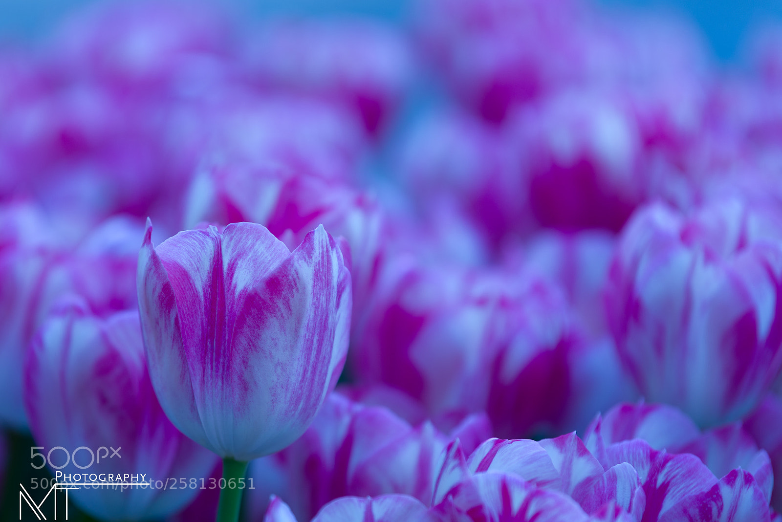 Nikon D750 sample photo. Keukenhof, the tulips' garden photography