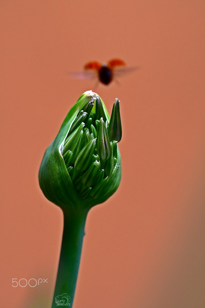 Nikon D500 + Sigma 150mm F2.8 EX DG Macro HSM sample photo. And she flew photography