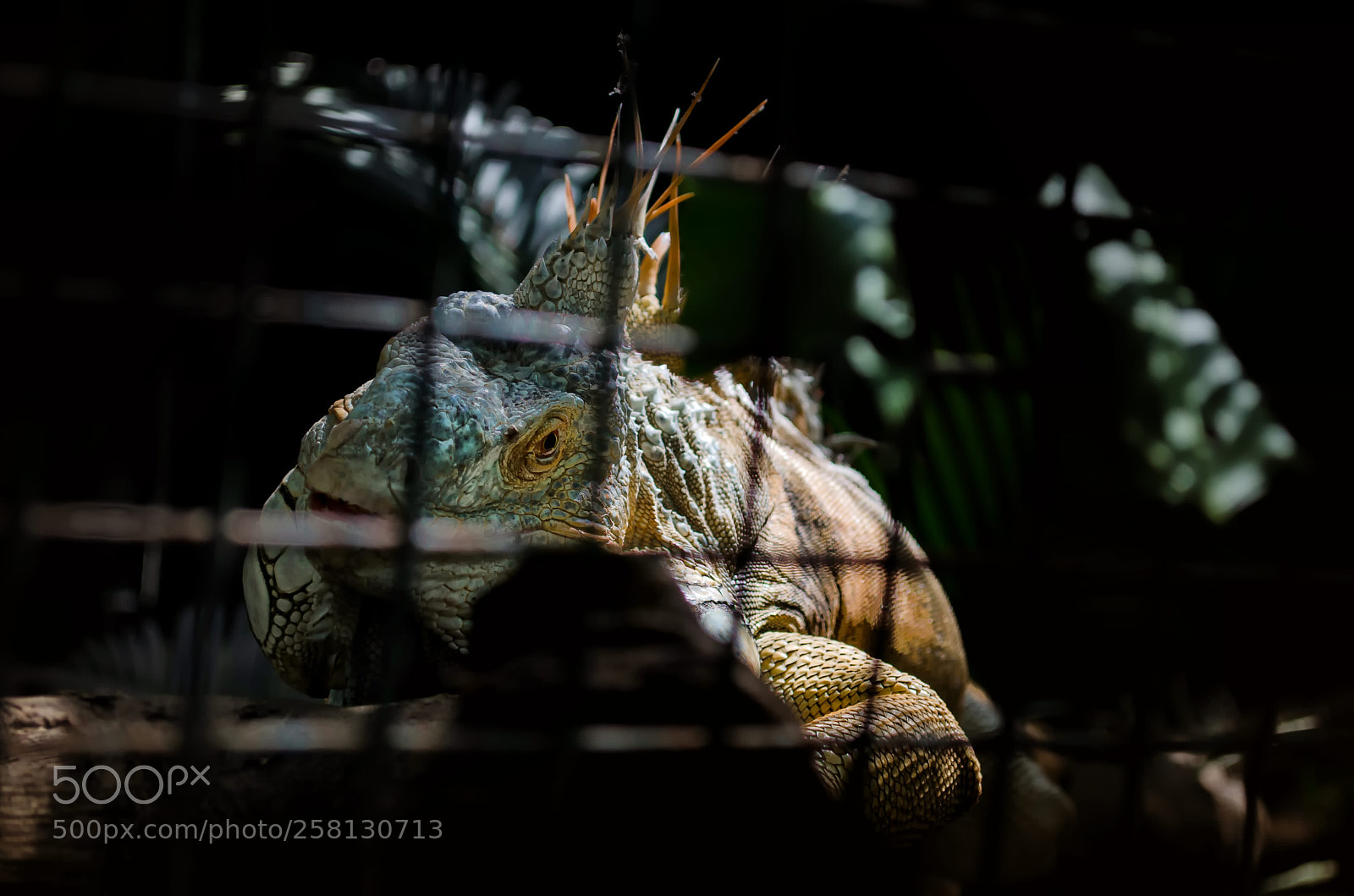Nikon D5100 sample photo. 207.jpg photography