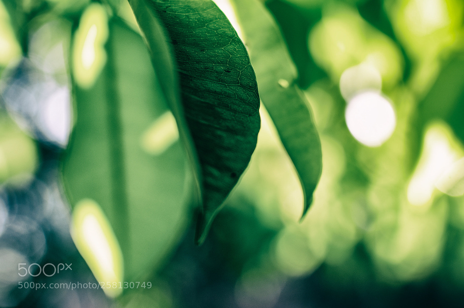 Nikon D5100 sample photo. 224.jpg photography
