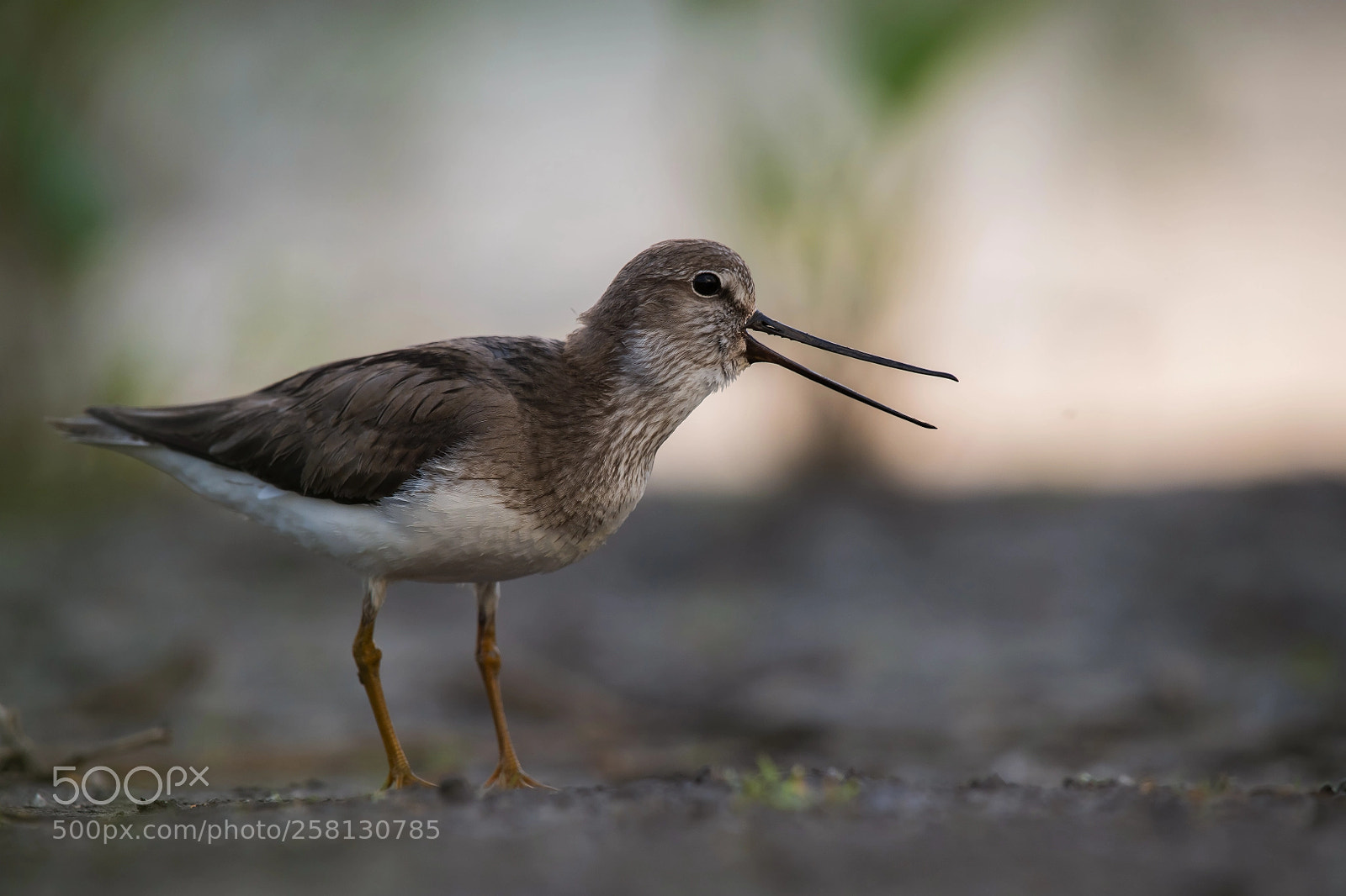 Nikon D850 sample photo. Terek sandpiper photography