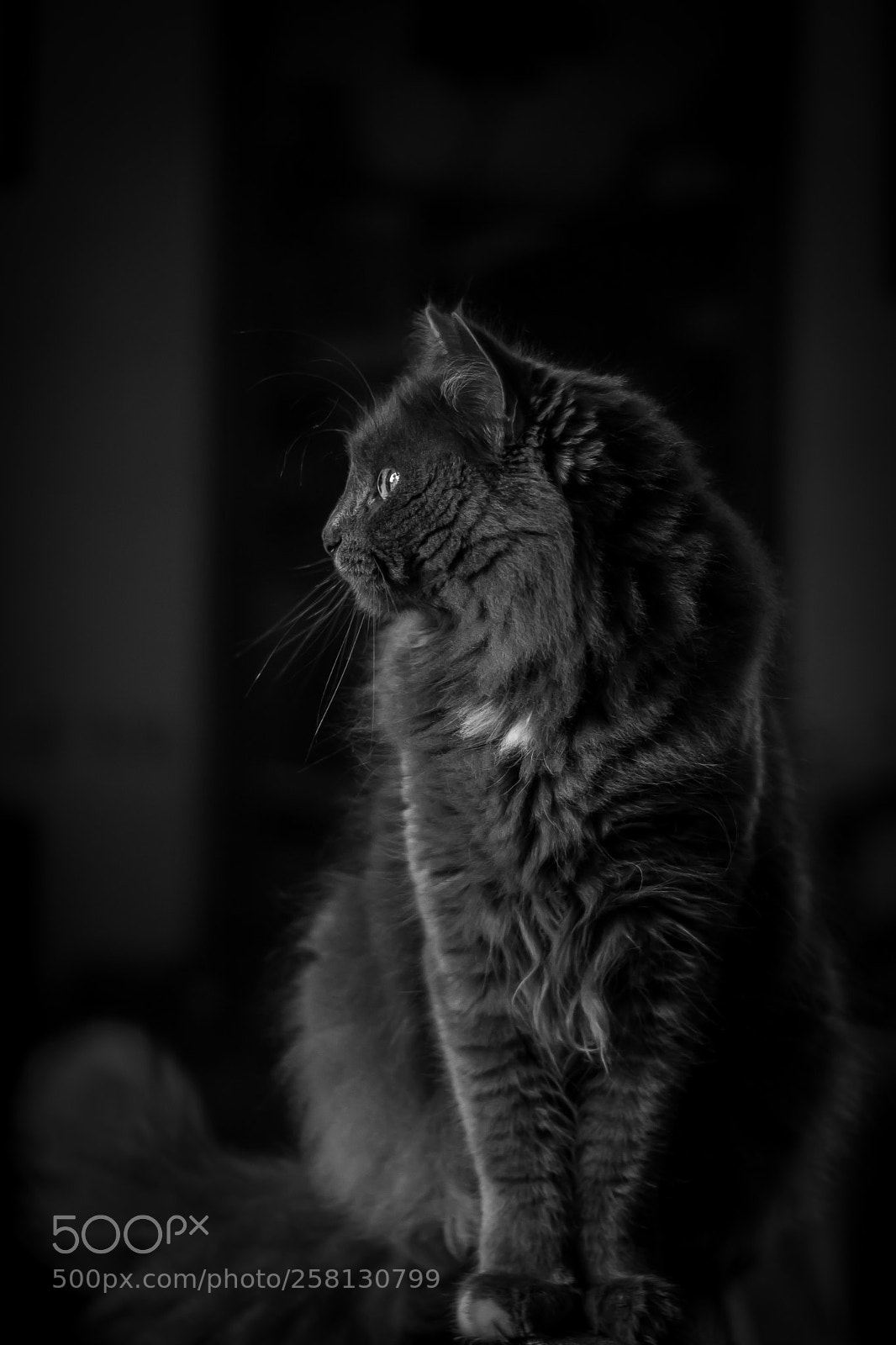 Canon EOS 760D (EOS Rebel T6s / EOS 8000D) sample photo. Grey? photography