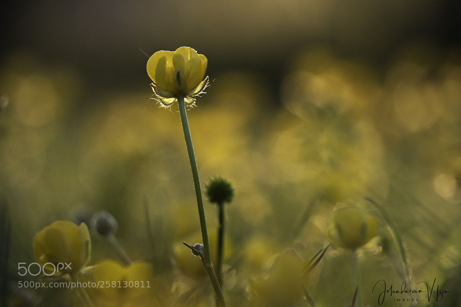 Olympus OM-D E-M10 sample photo. Just a sunny buttercup photography