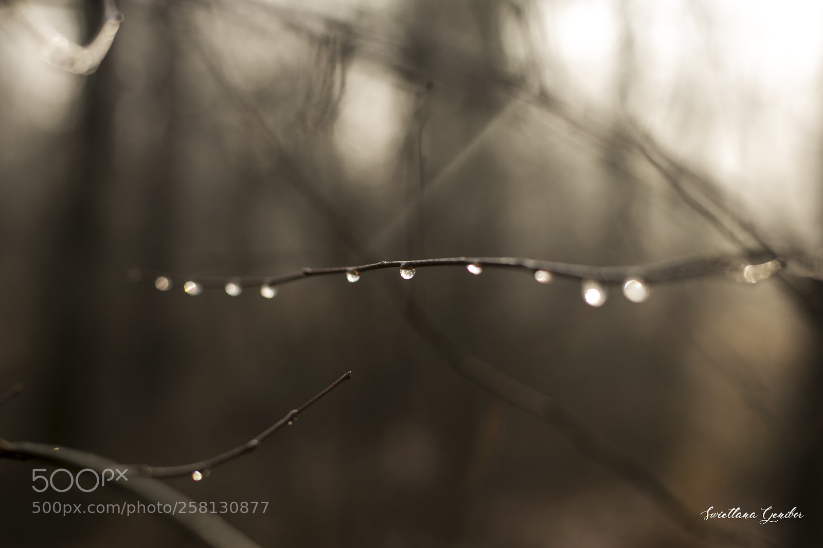 Canon EOS 6D sample photo. Drops photography