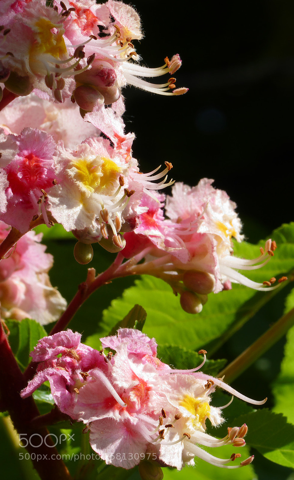Panasonic Lumix DMC-FZ1000 sample photo. Chestnut tree flowers so photography