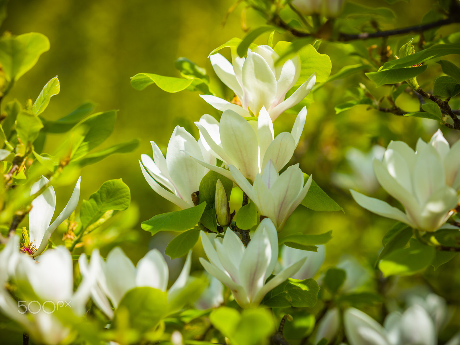 Leaf Aptus-II 8 sample photo. Magnolias in the sun photography