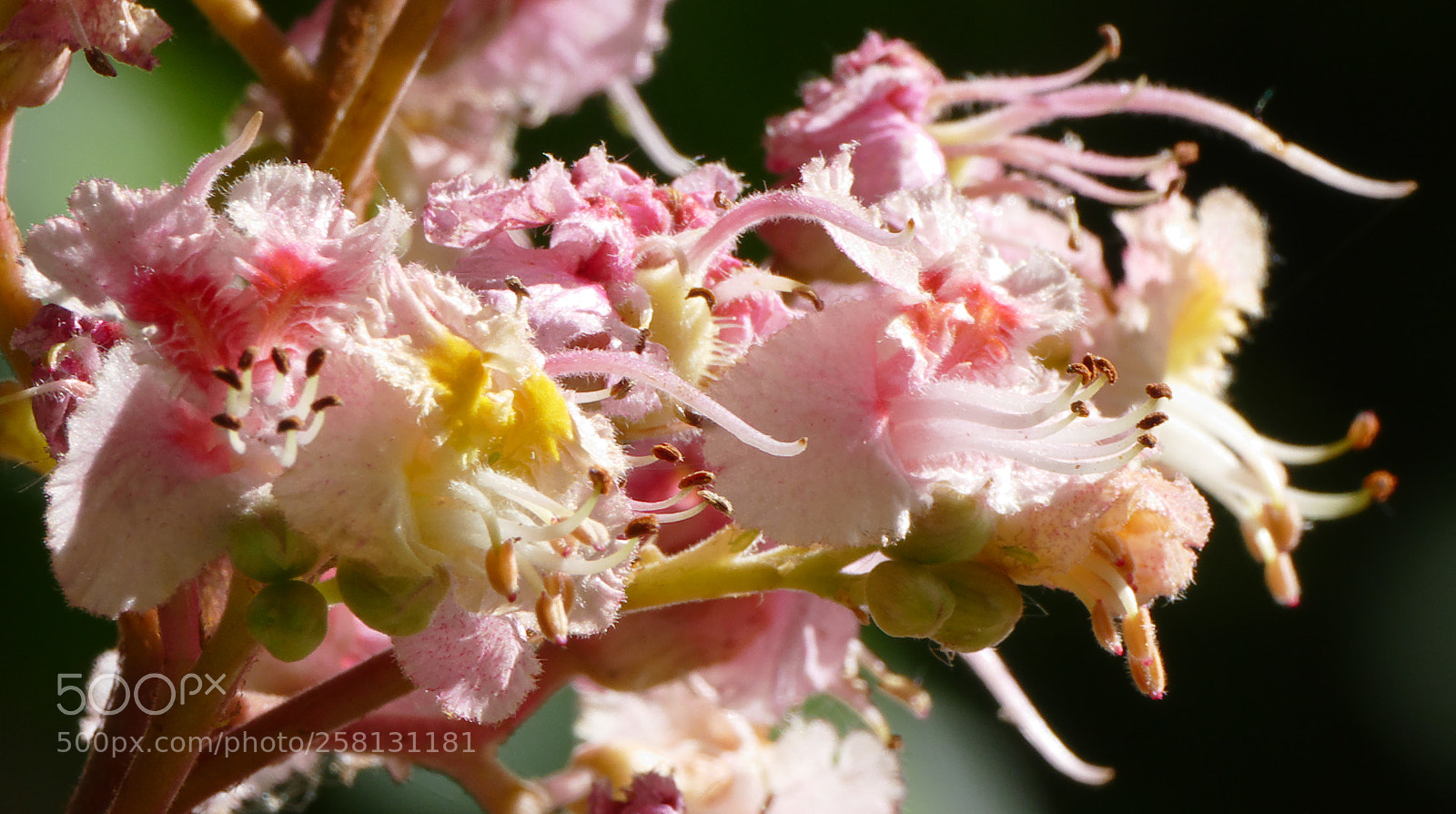 Panasonic Lumix DMC-FZ1000 sample photo. Chestnut flowers photography