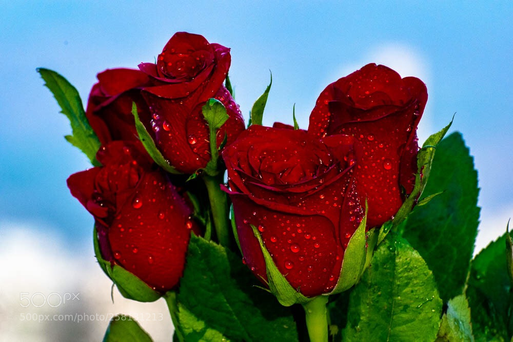 Nikon D5300 sample photo. From the heart ❤️ photography