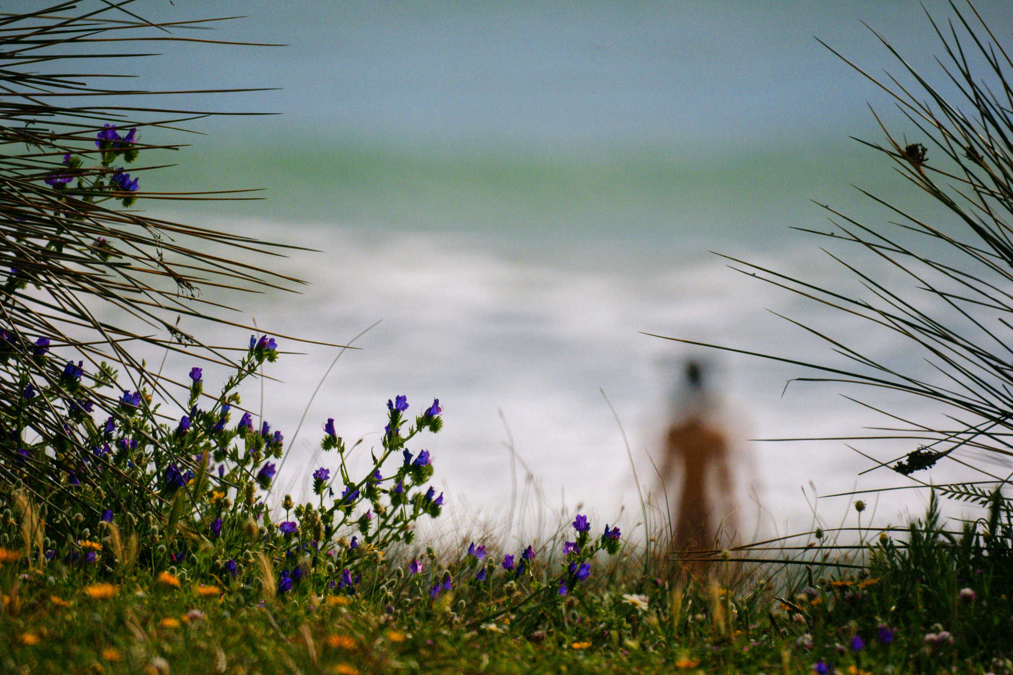 Sony Alpha DSLR-A700 + Sony 500mm F8 Reflex sample photo. Bolonia beach photography