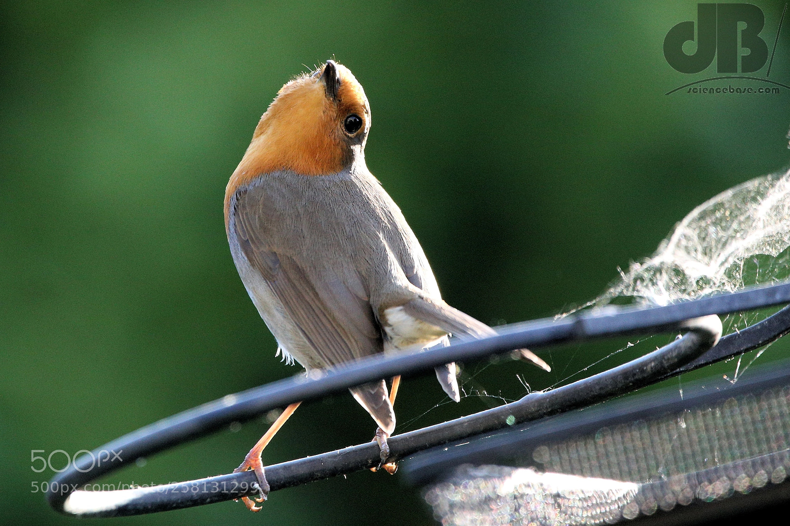 Canon EOS 6D sample photo. Twisty robin photography
