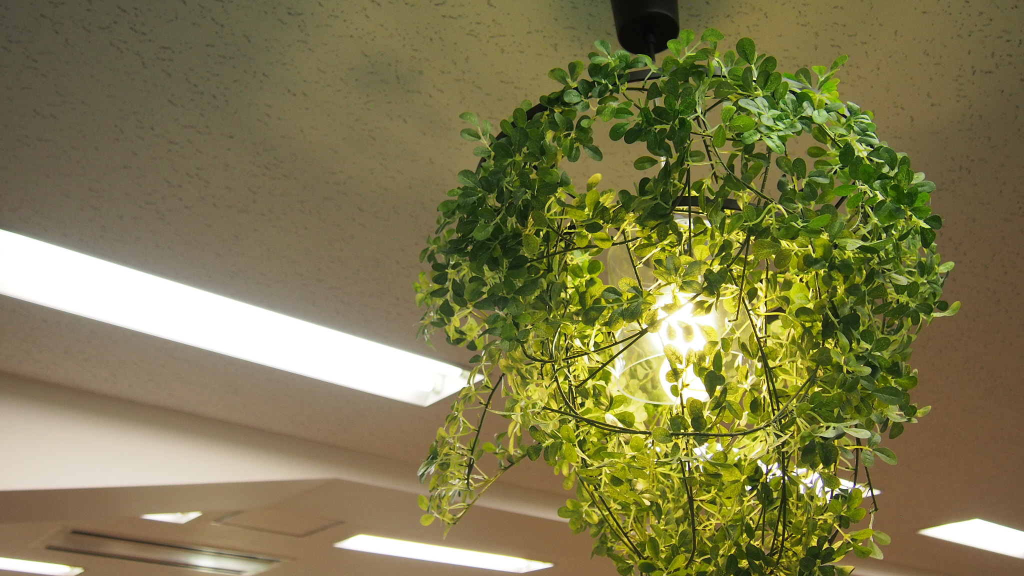 Olympus PEN E-PL6 sample photo. Green plant photography