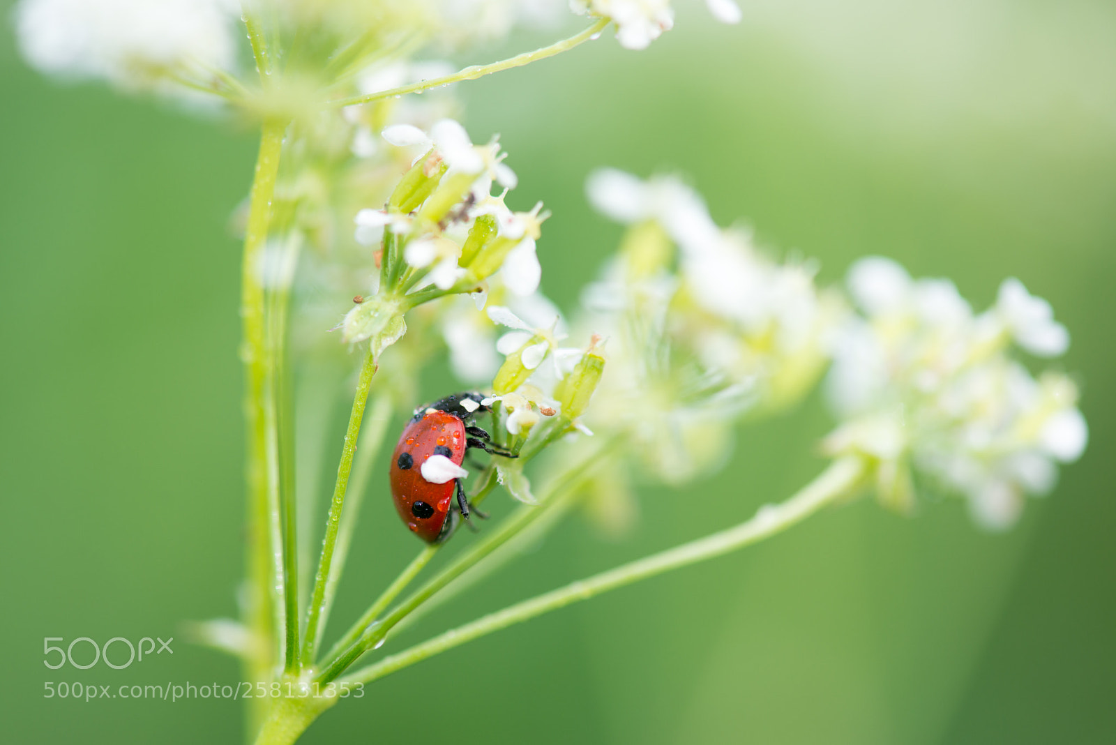 Nikon D800 sample photo. Red morning photography