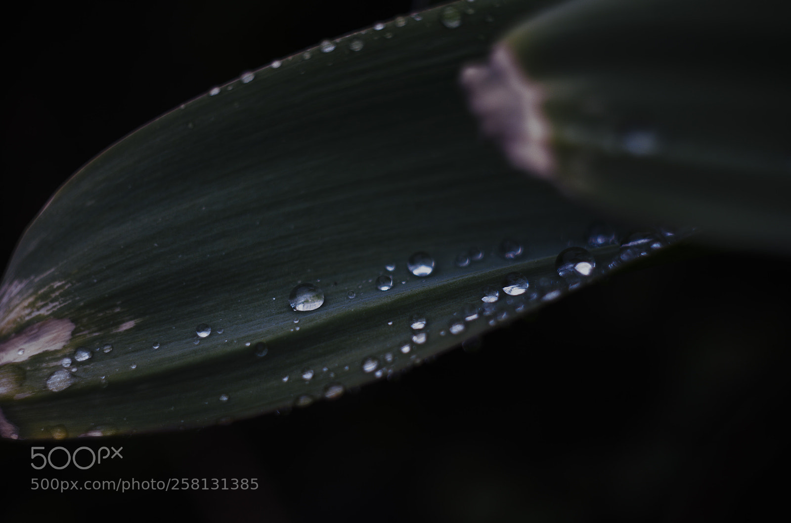 Nikon D7000 sample photo. 1 photography