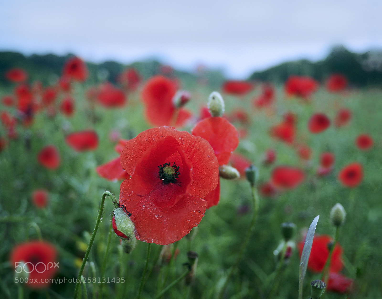 Olympus OM-D E-M5 II sample photo. After the rain photography