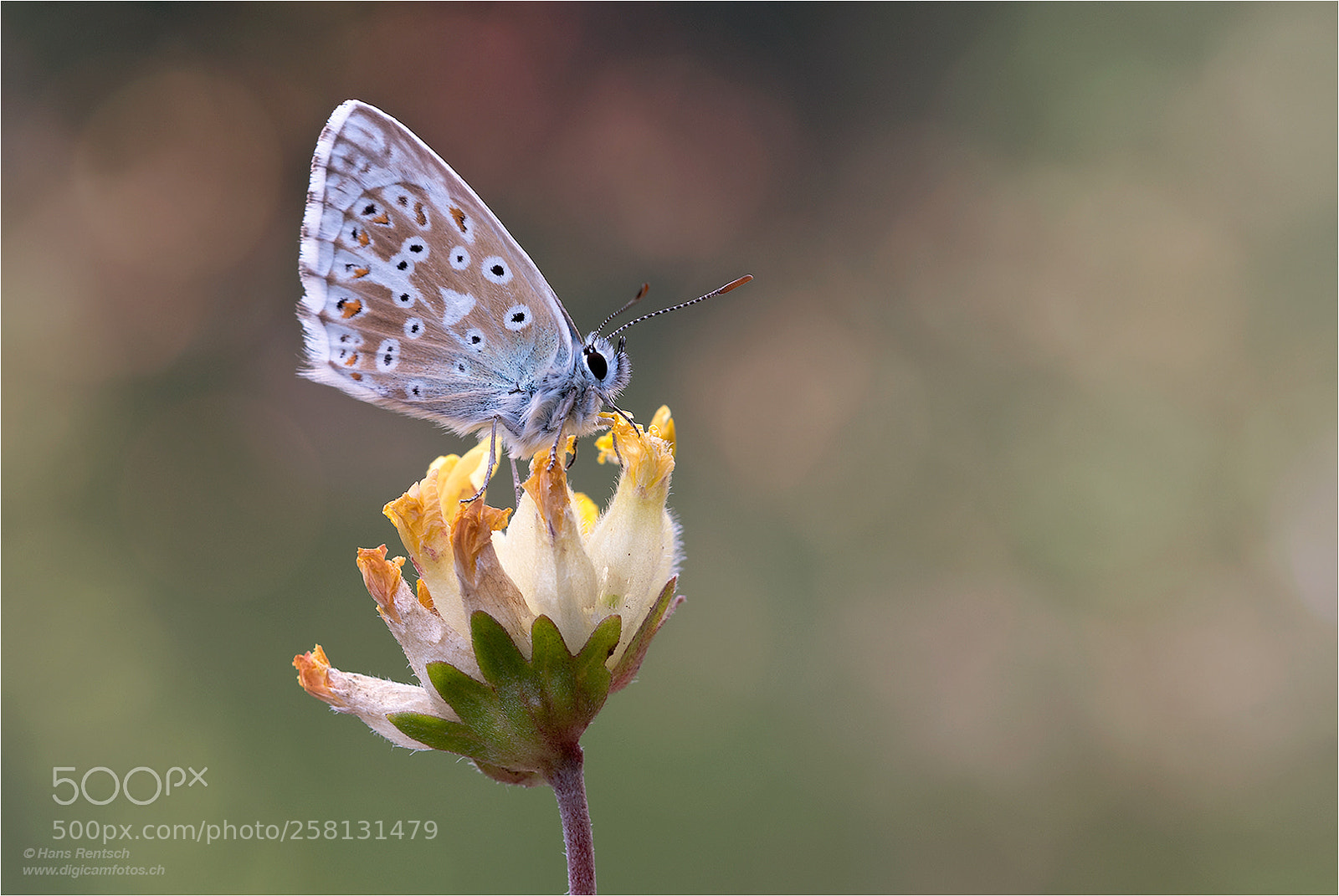 Nikon D810 sample photo. Bläuling photography