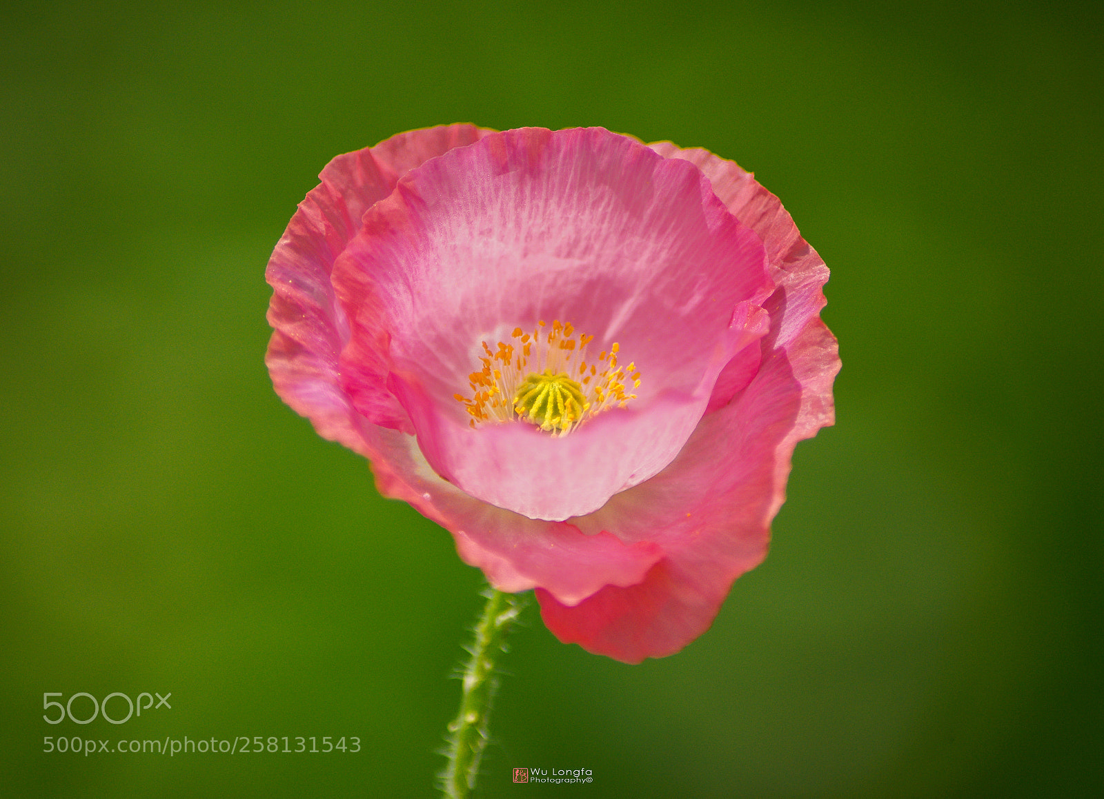 Sony a7 II sample photo. Flower photography