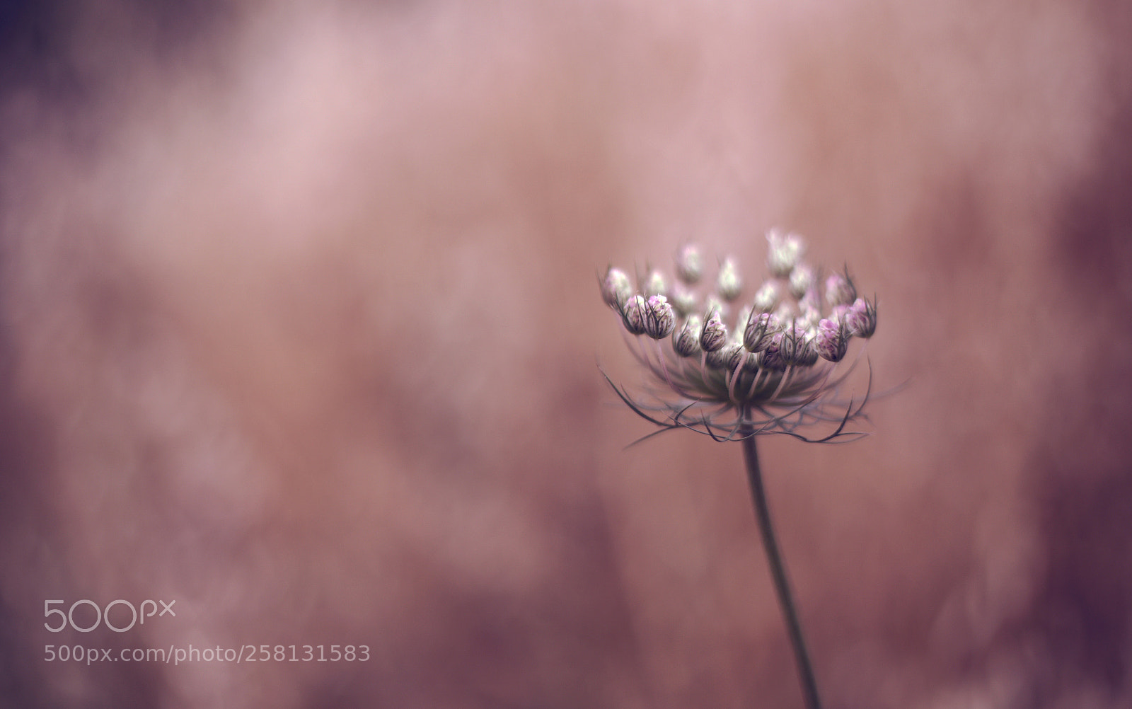 Canon EOS 6D + Canon EF 50mm F1.4 USM sample photo. Delicate photography