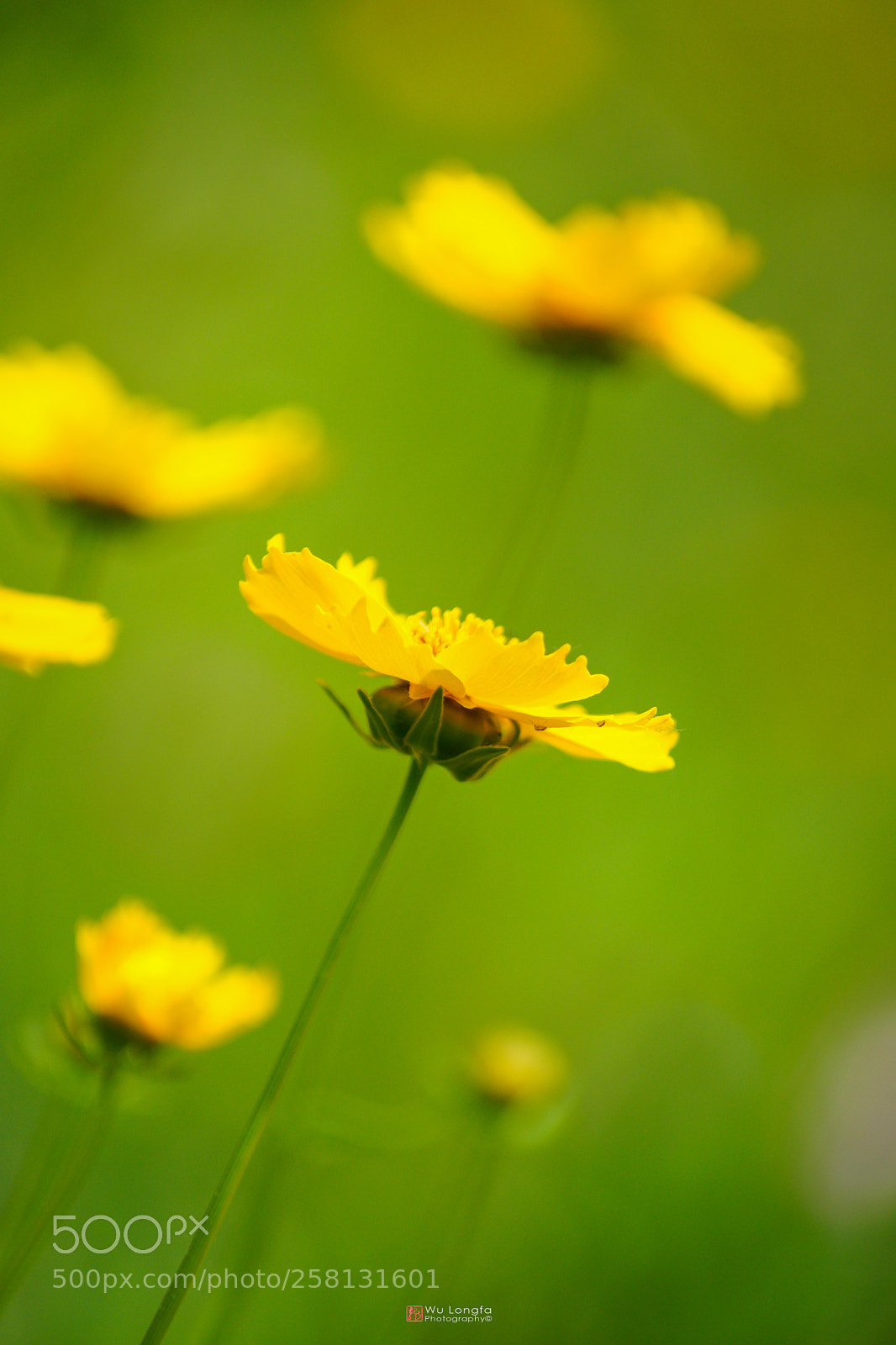 Sony a7 II sample photo. Wild flower photography