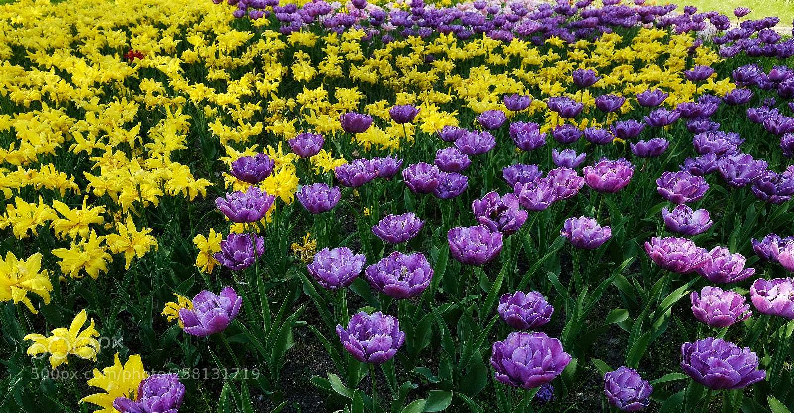 Fujifilm X-T20 sample photo. Flowerbed with tulips in photography