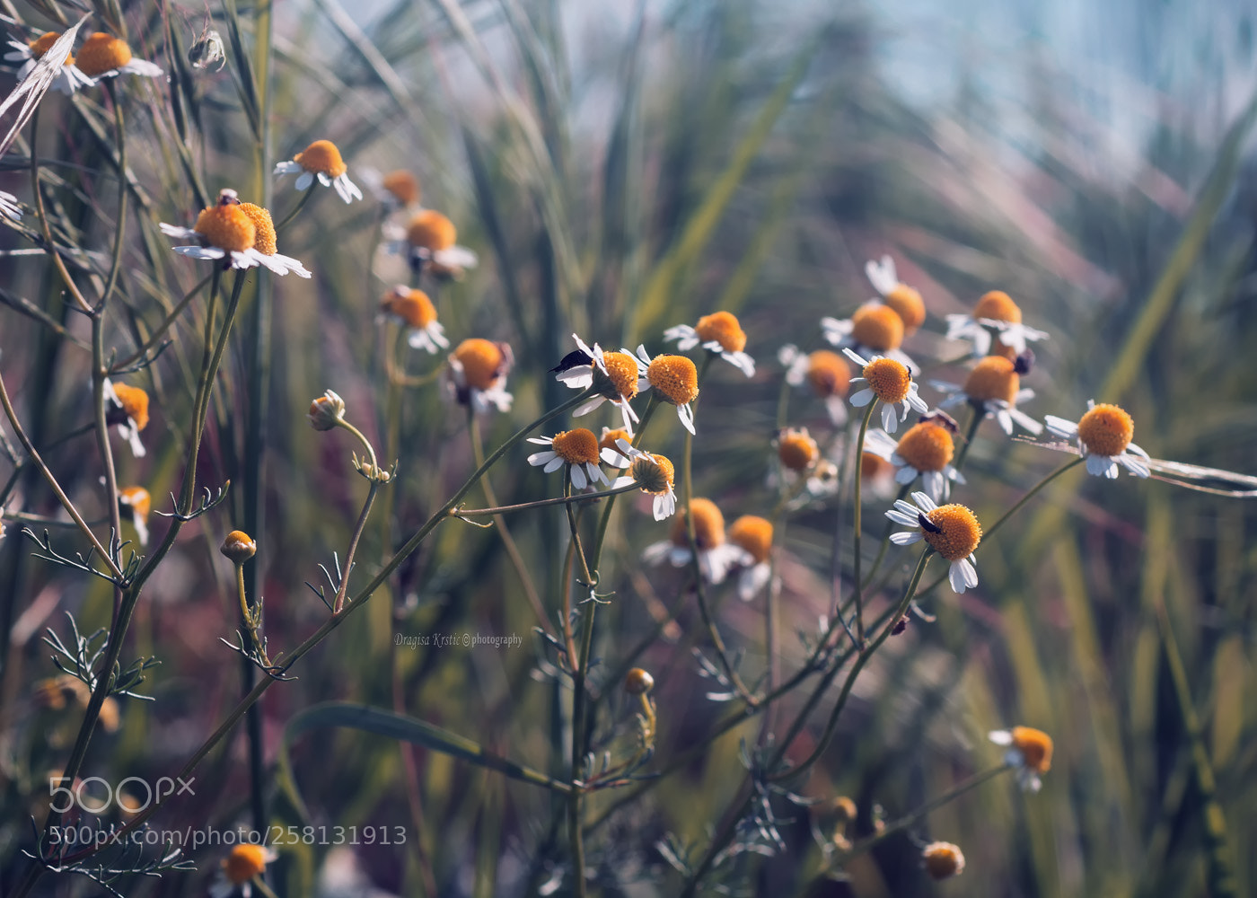 Nikon D7100 sample photo. Hide and seek photography