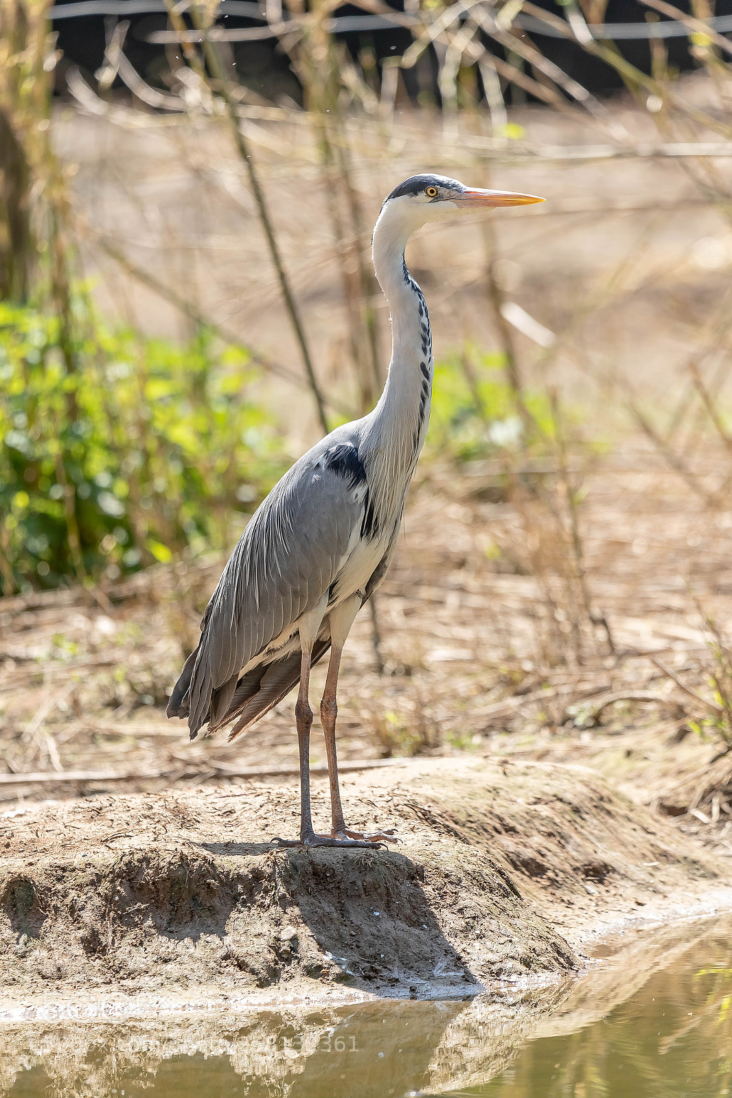 Canon EOS-1D X Mark II sample photo. Sant'alessio reserve pavia(italy) photography