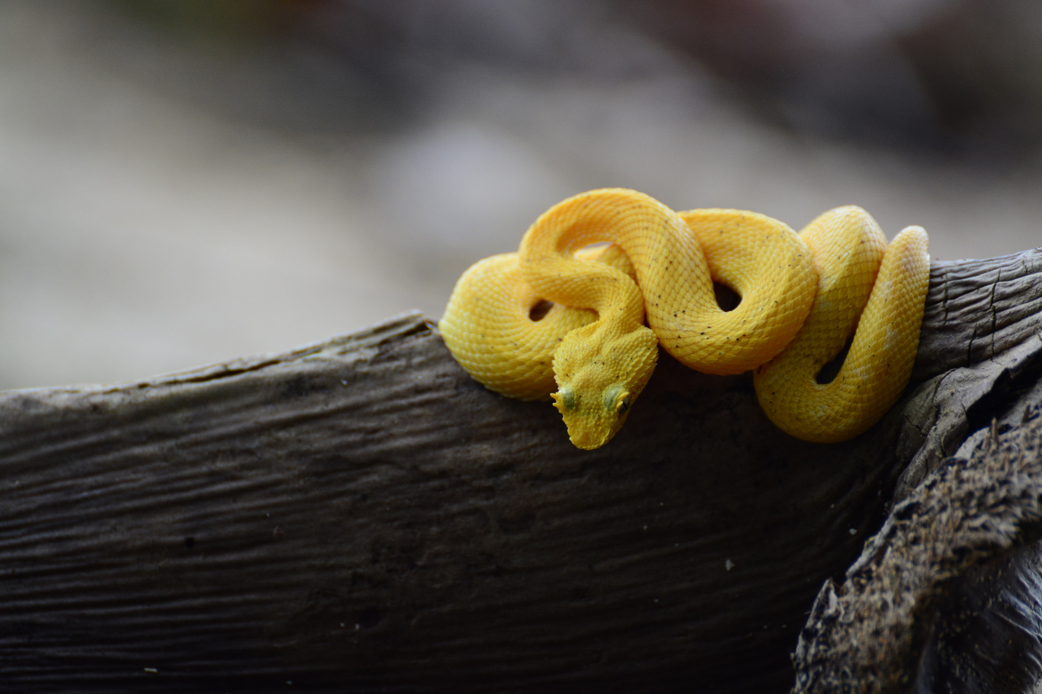 Nikon D5200 sample photo. Schlegel viper photography