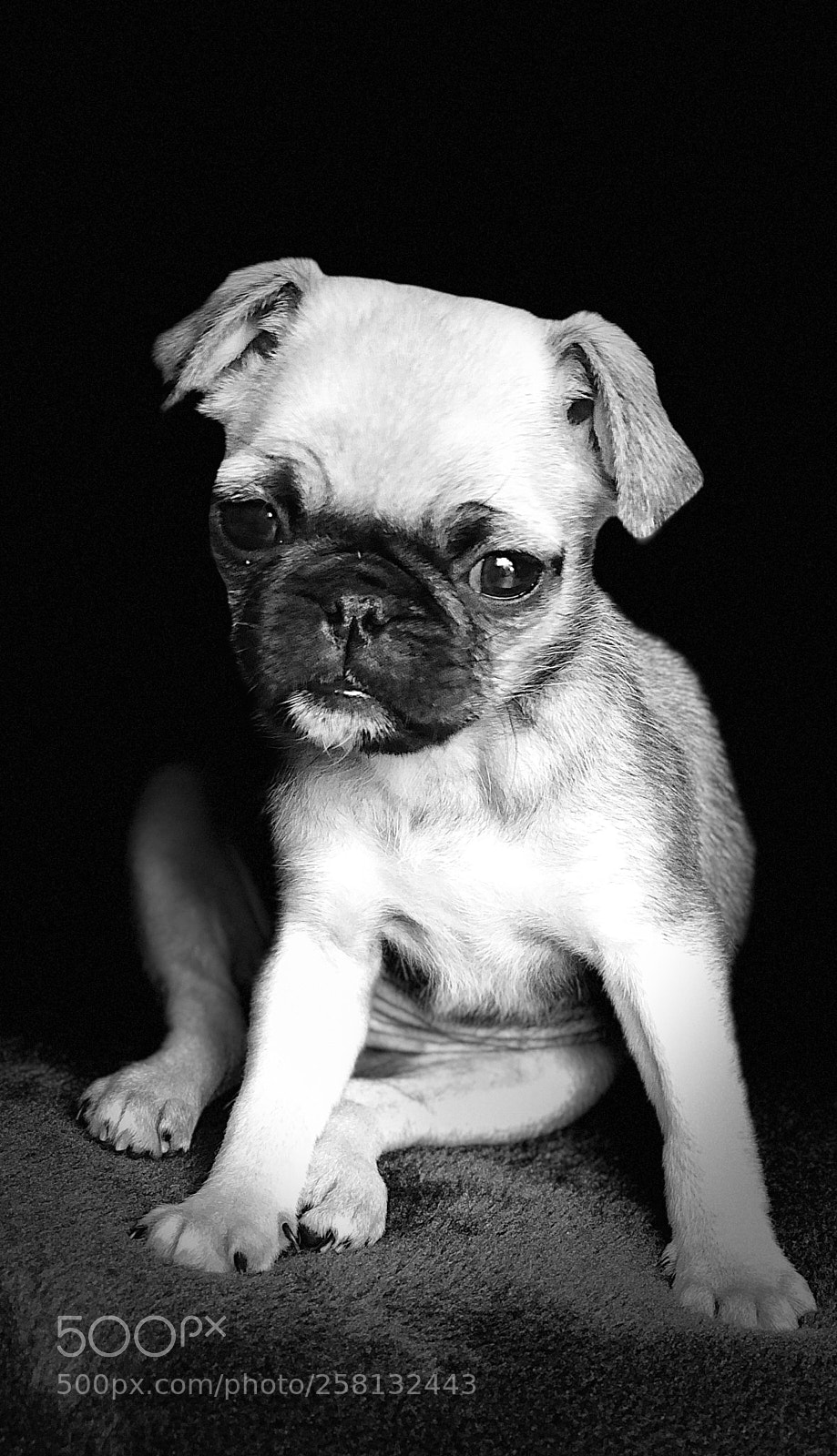 Apple iPhone X sample photo. Little “luna” photography