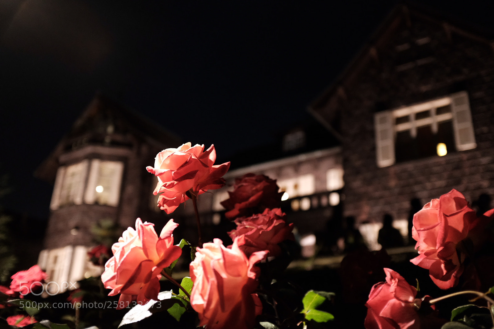 Fujifilm X100F sample photo. Rose photography