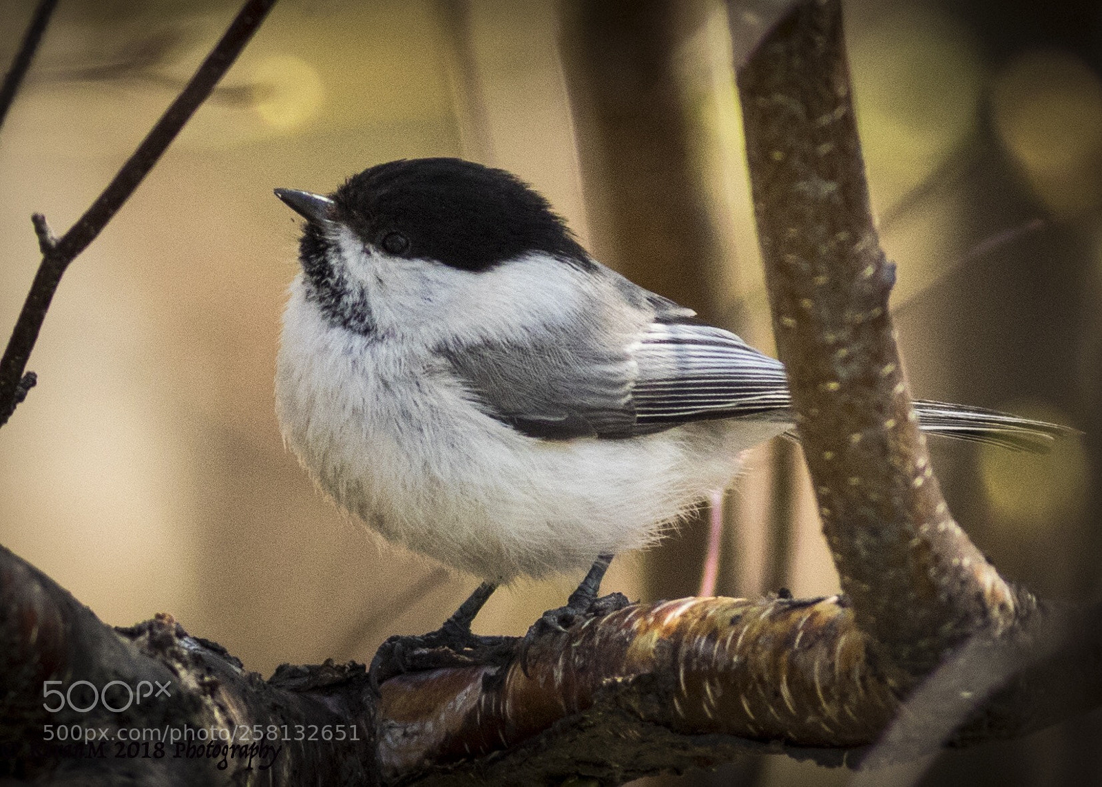 Canon EOS 7D Mark II sample photo. Marsh tit photography