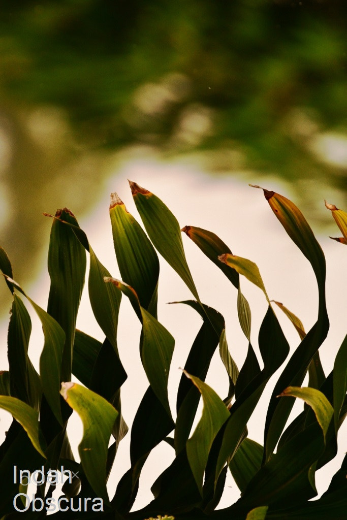 Nikon D500 sample photo. Ioi seaweed writhing photography