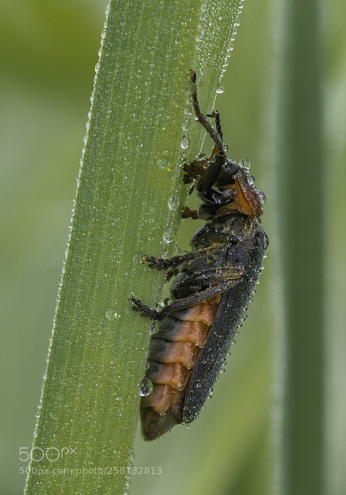 Olympus OM-D E-M1 Mark II sample photo. Cantharis fusca photography