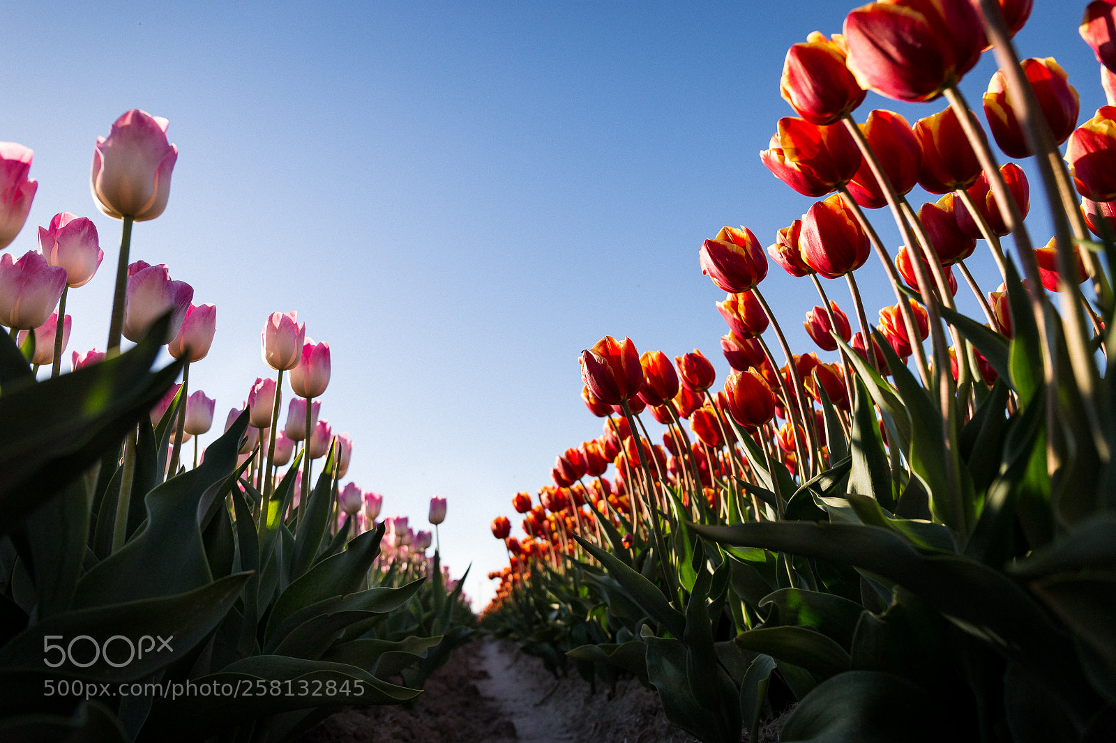 Canon EOS 6D sample photo. Tulips path photography