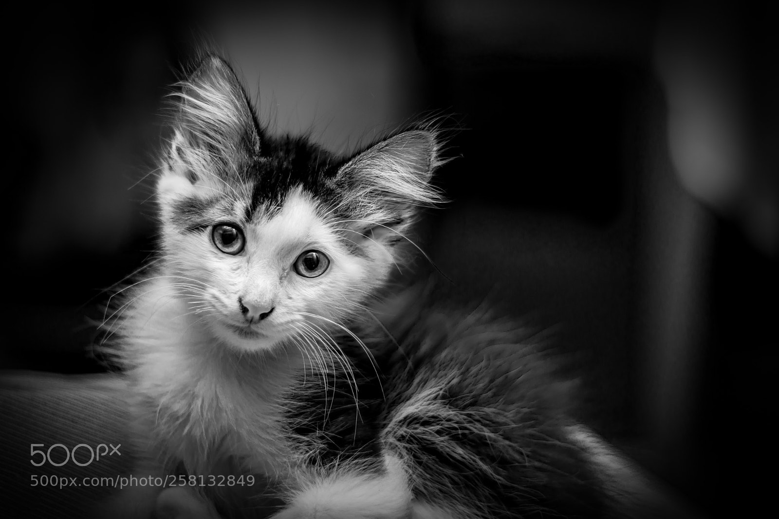 Nikon D7200 sample photo. Cat 2 photography
