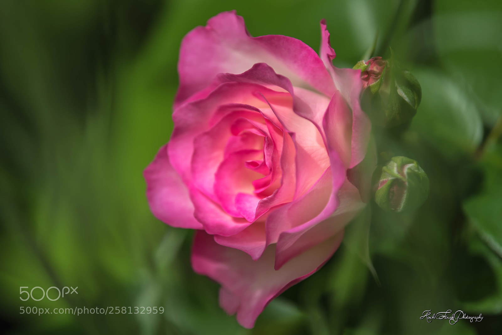 Nikon D810 sample photo. The rose seen from photography