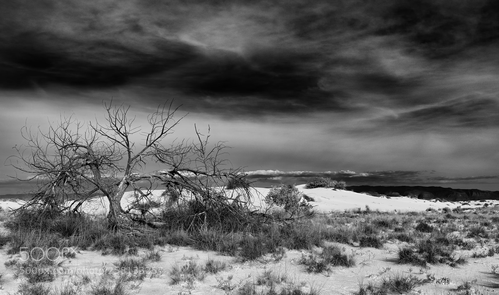 Canon EOS 5D Mark IV sample photo. Ghost tree at white photography