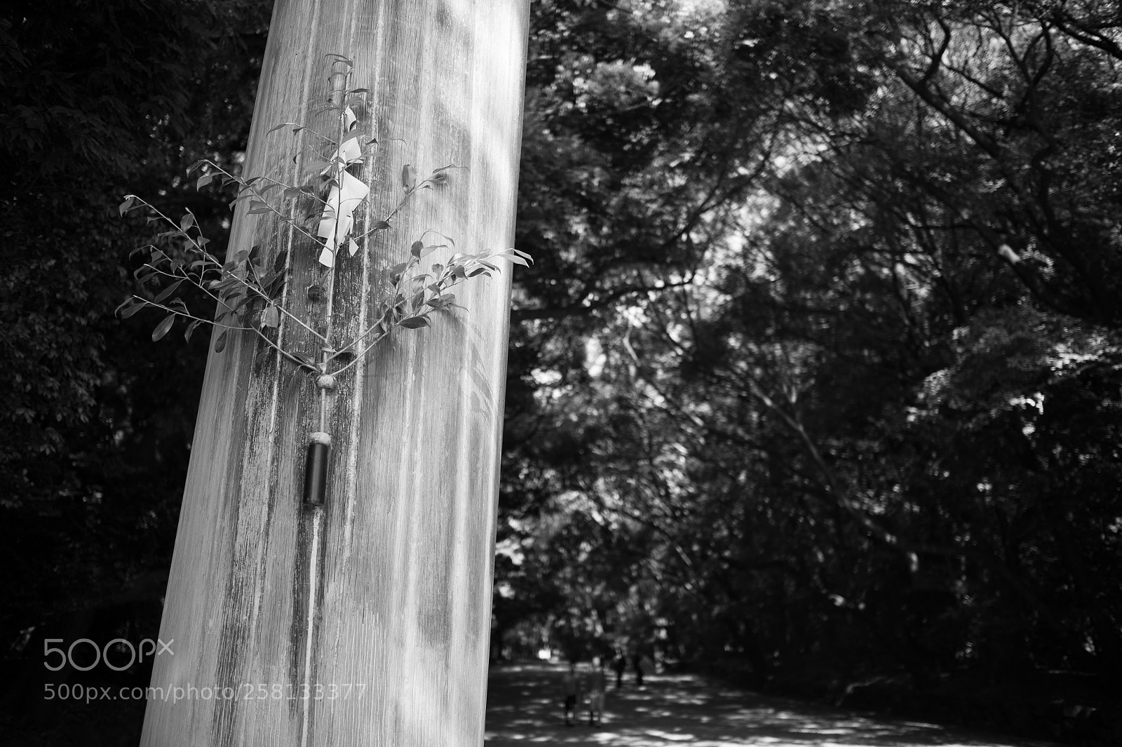 Nikon Df sample photo. Sakaki photography