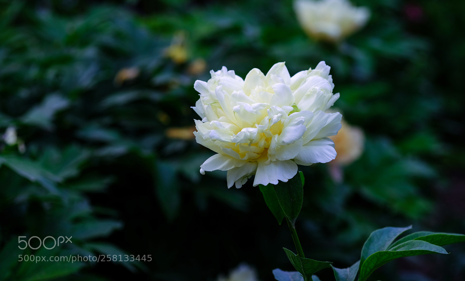 Fujifilm X-T20 sample photo. Dscf3223-1.jpg photography