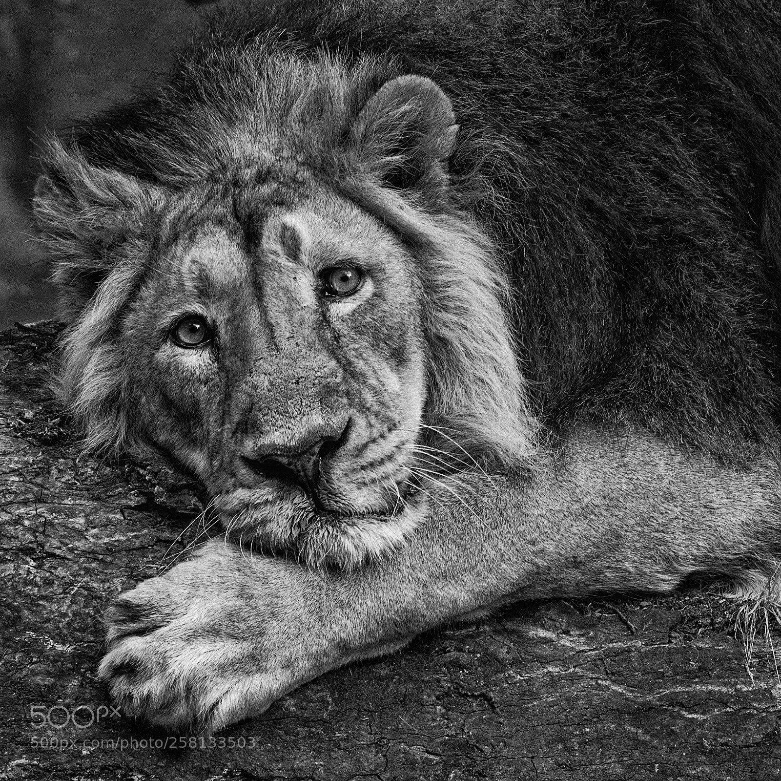 Nikon D300 sample photo. Lion photography