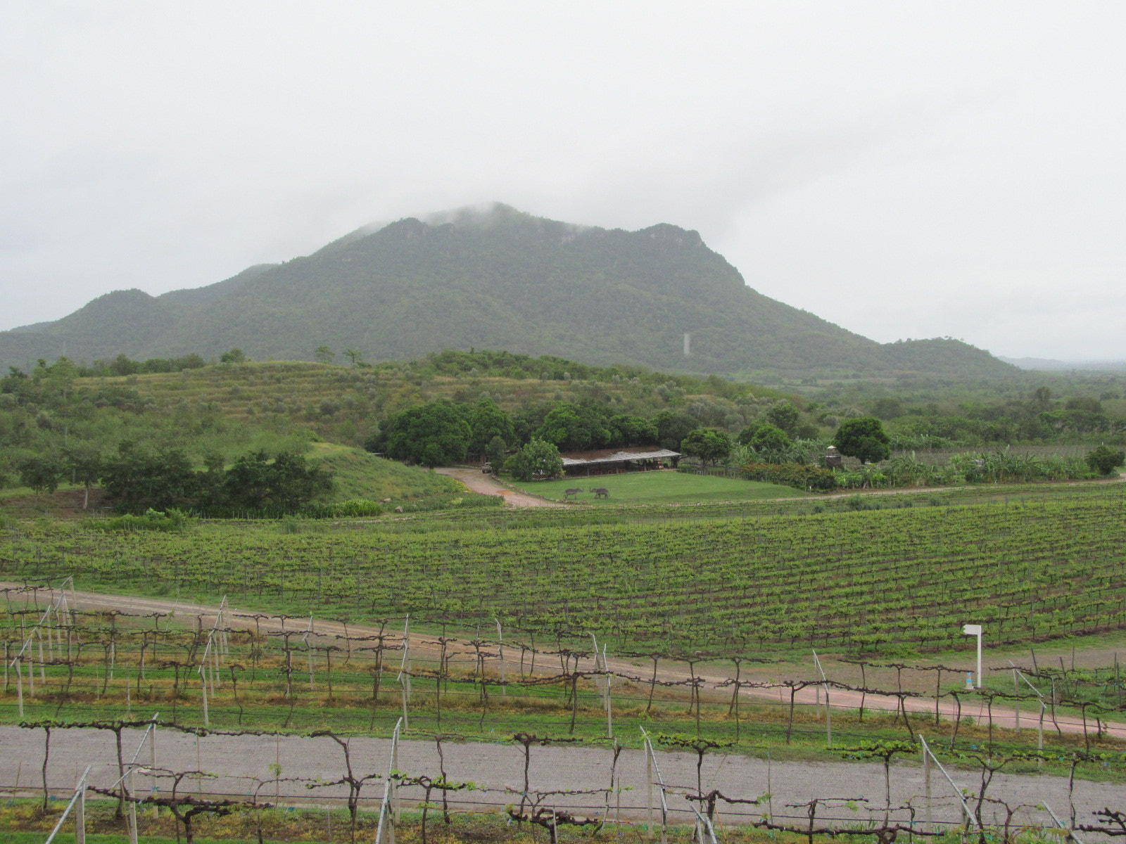 Canon PowerShot SX150 IS sample photo. Img photography