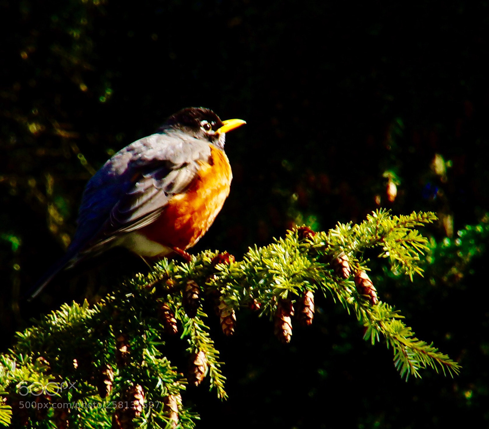 Sony SLT-A77 sample photo. Perch on green photography