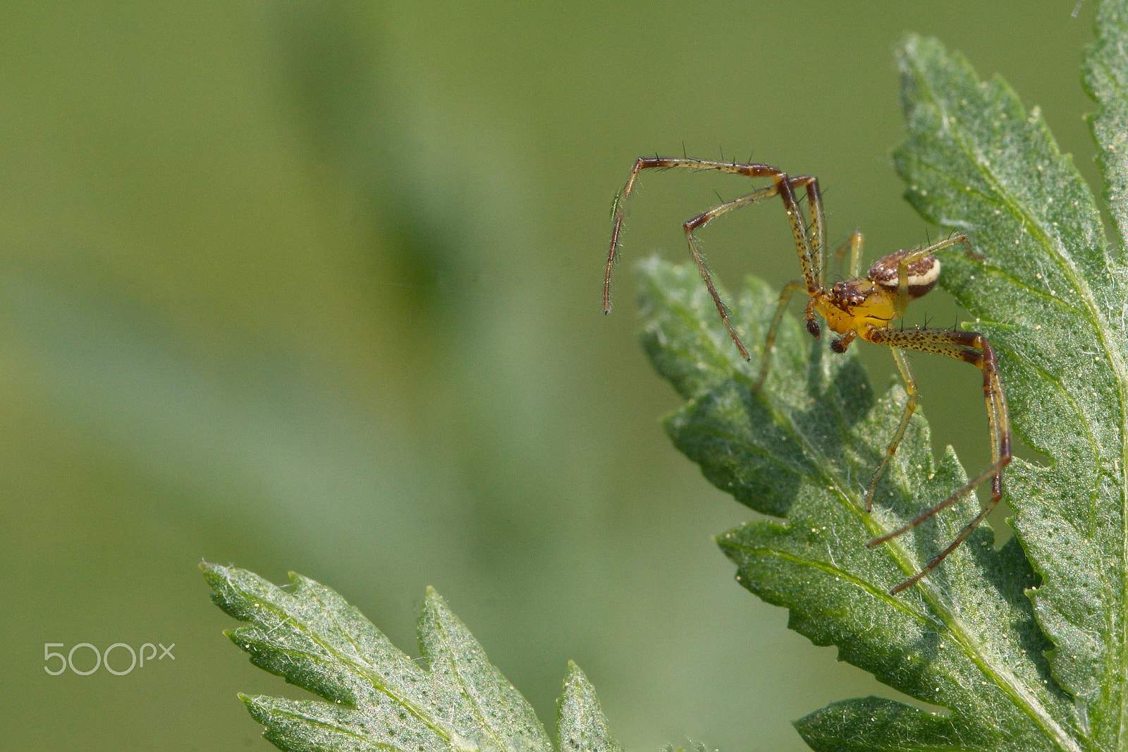 Sony ILCA-77M2 sample photo. Spider photography