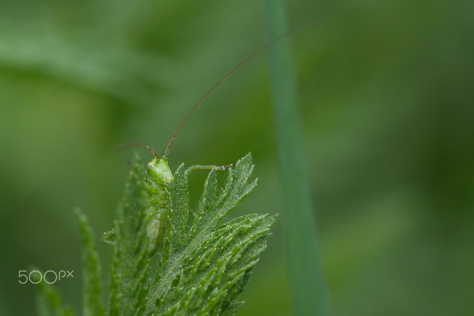 Sony ILCA-77M2 + Tamron SP 90mm F2.8 Di VC USD 1:1 Macro sample photo. Flip photography