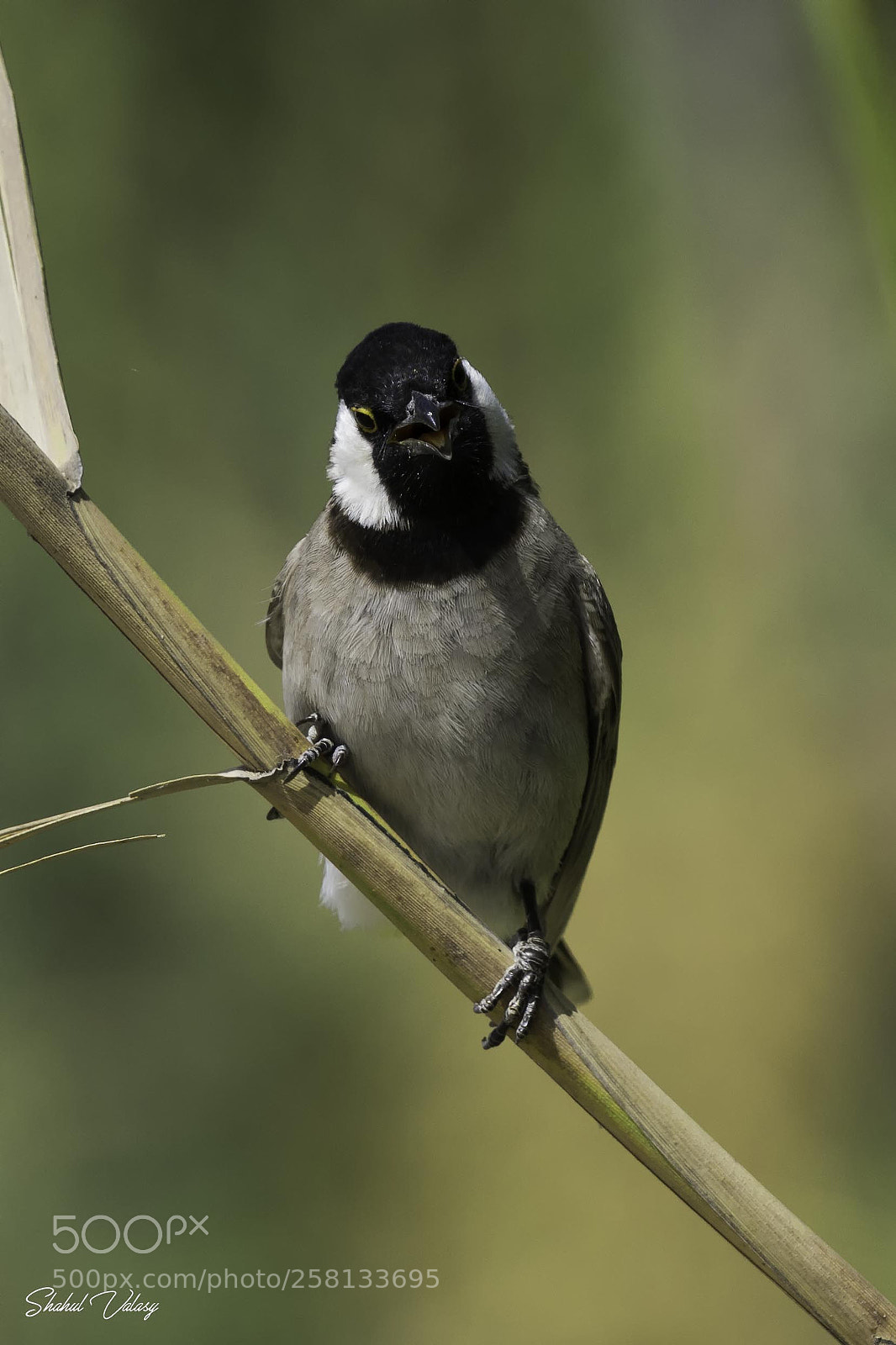 Nikon D500 sample photo. White eard bulbul photography
