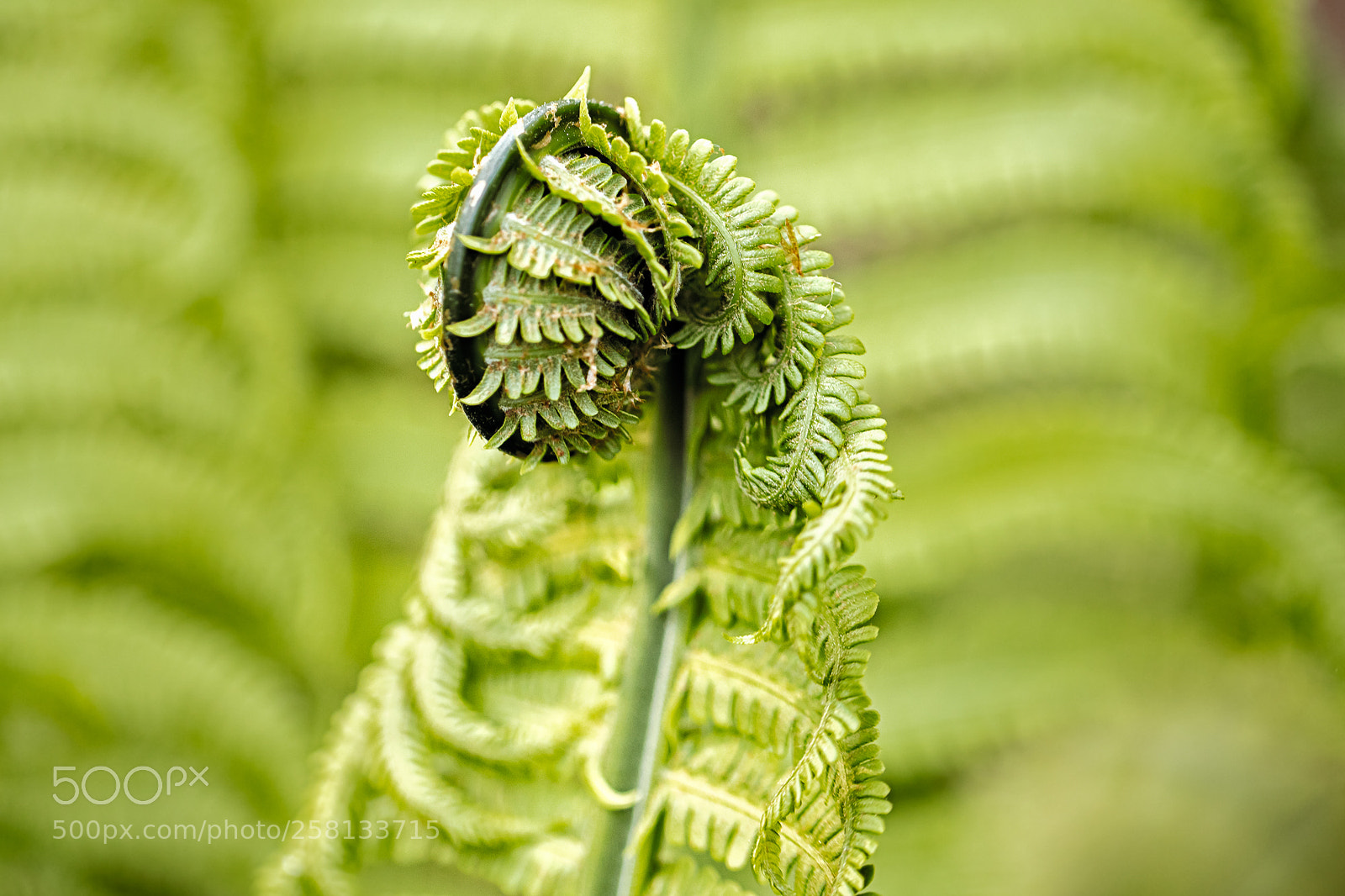 Canon EOS 5DS R sample photo. Botan no 1 photography