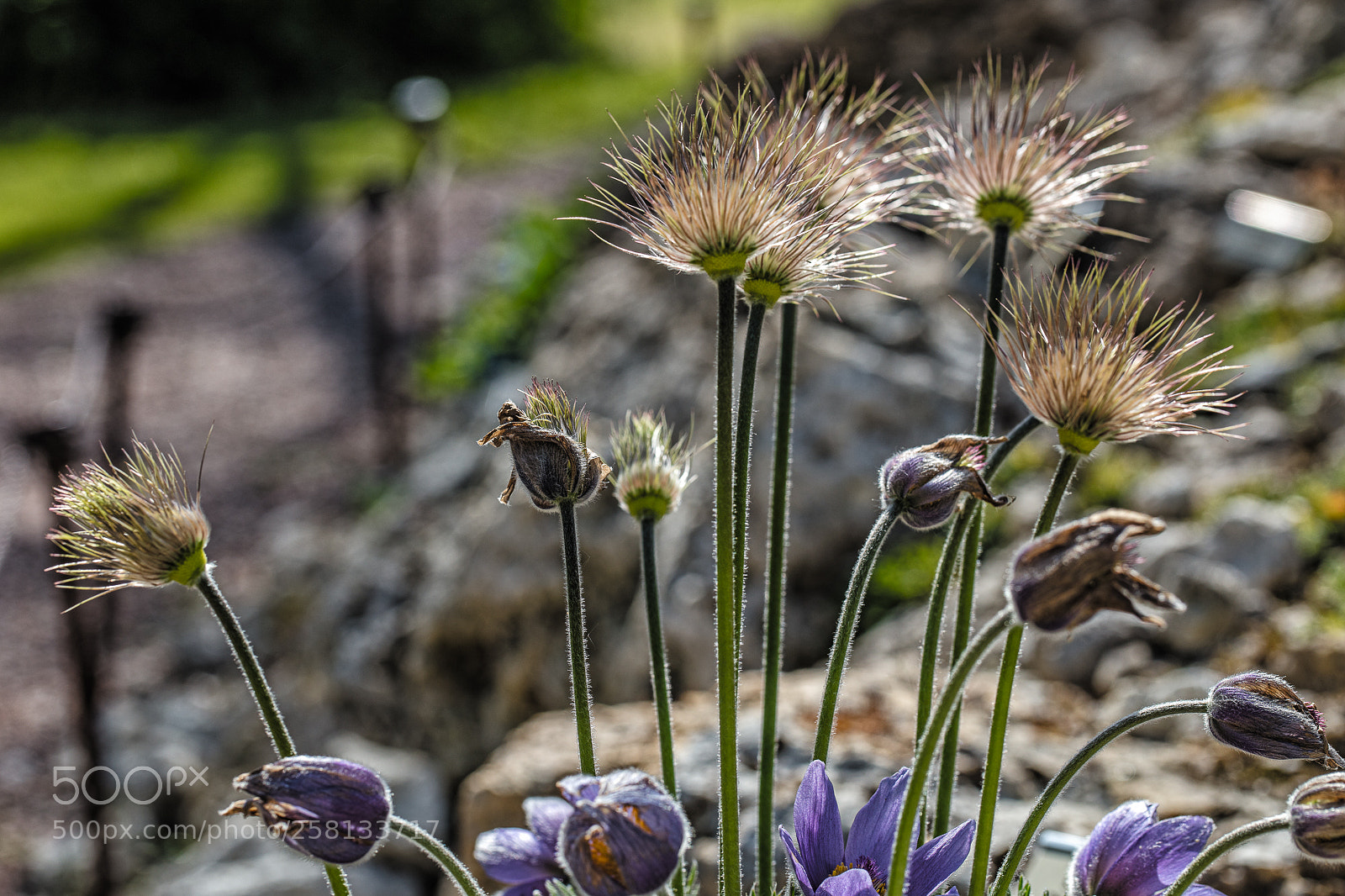 Canon EOS 5DS R sample photo. Botan no 2 photography