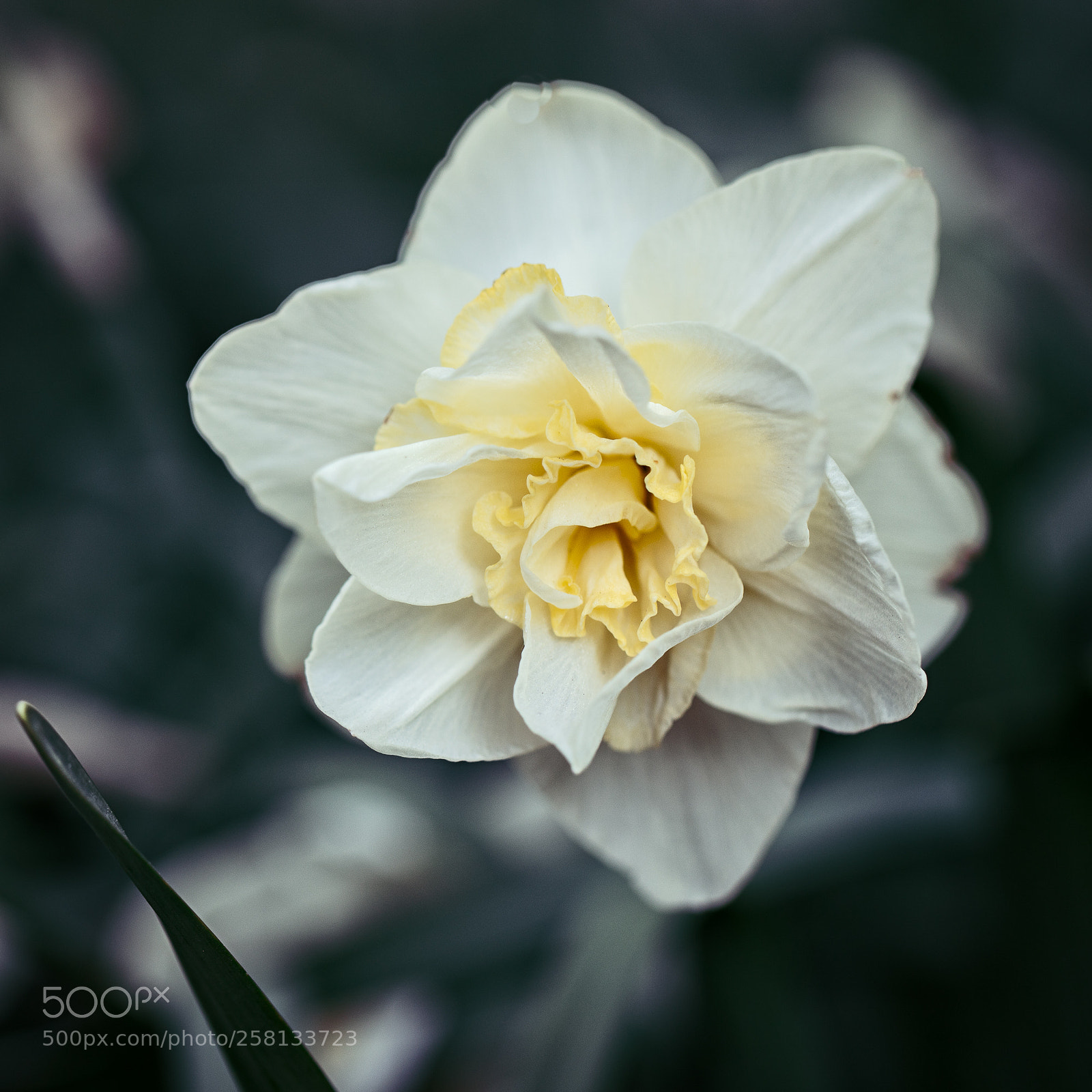 Canon EOS 5DS R sample photo. Botan no 4 photography