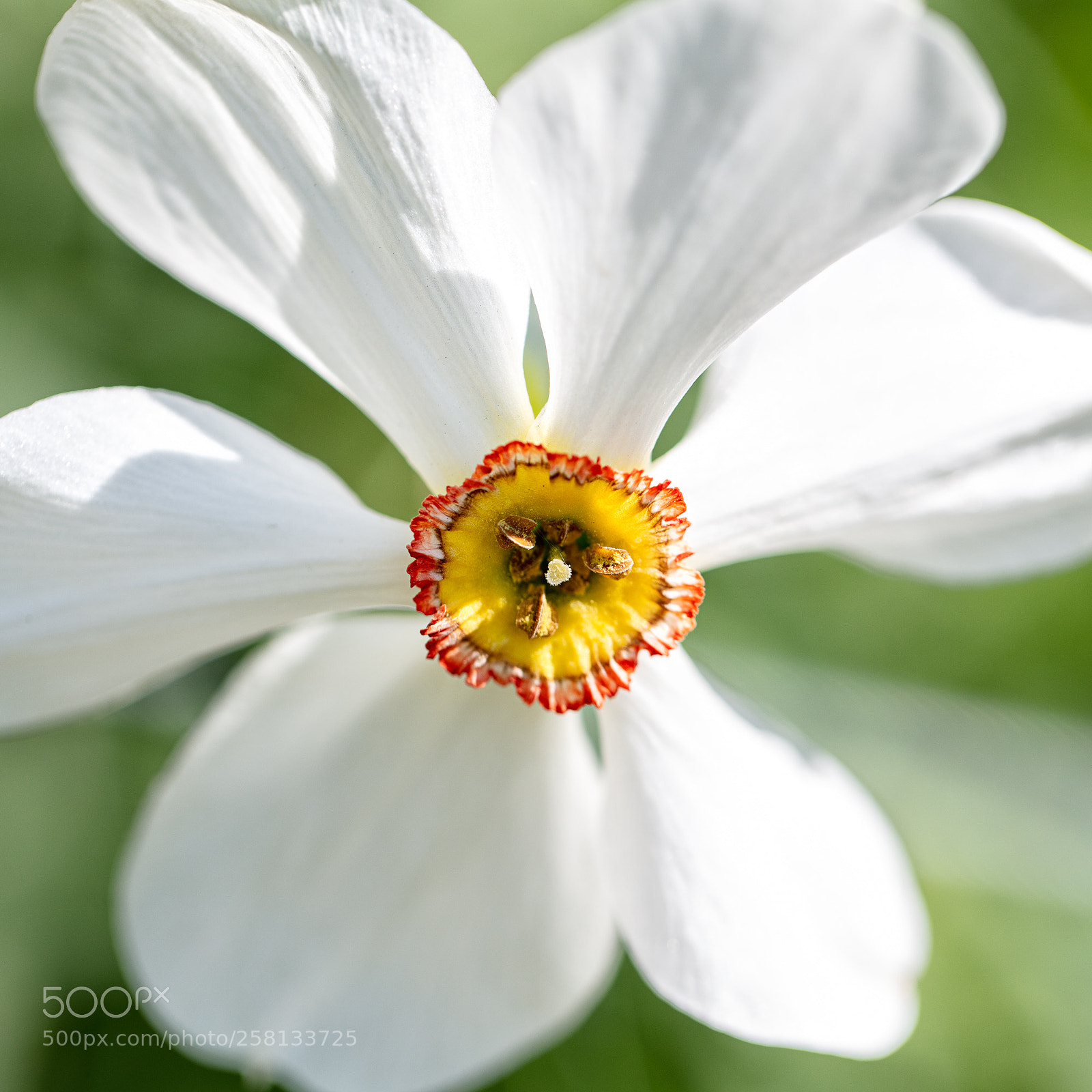 Canon EOS 5DS R sample photo. Botan no 3 photography