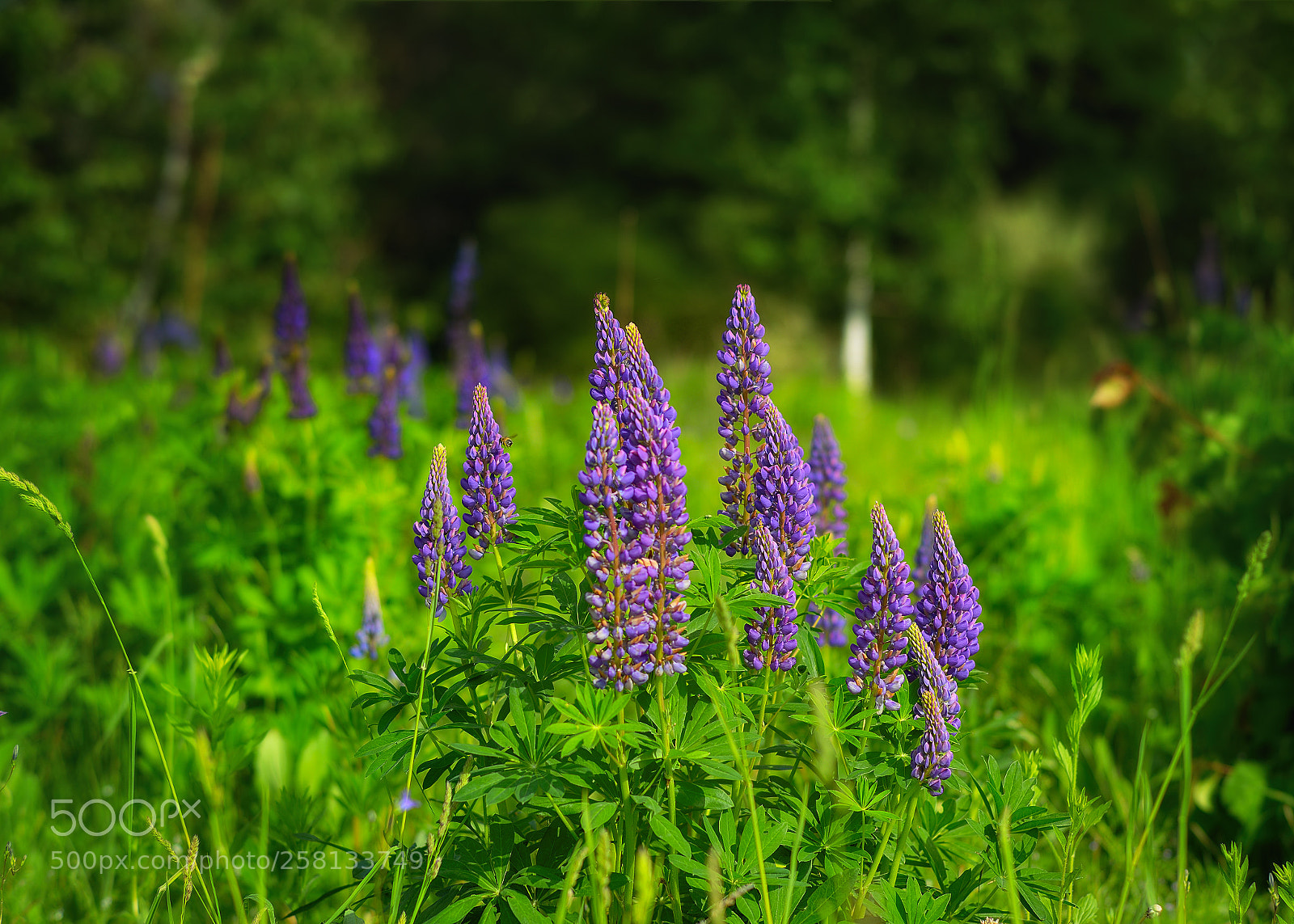 Nikon D800E sample photo. Flowers photography